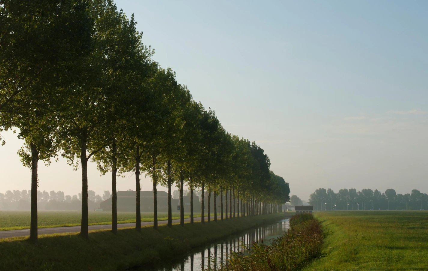 trees