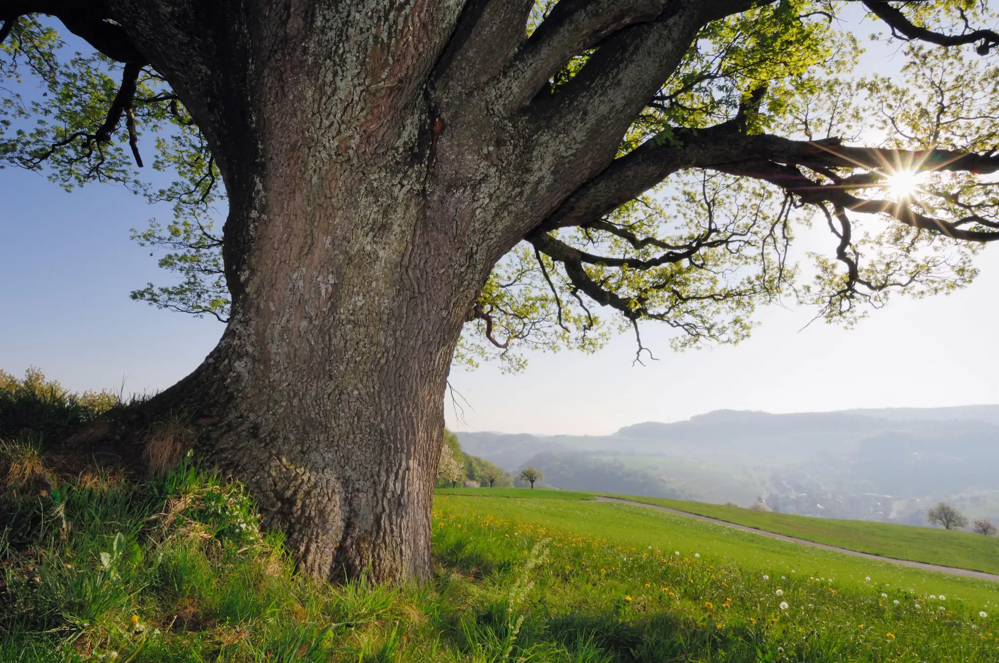 tree