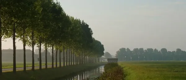 trees